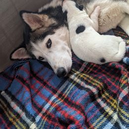 Siberian Husky Puppies from Marsh Creek Huskies