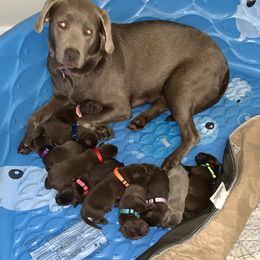 Dilute Retriever Puppies from Summer Lovin’ Labradors of Southern