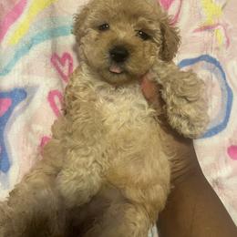 Jeanette valentine sale - Apricot female Yorkipoo puppy in Gastonia, North Carolina from Dynasty Kennel
