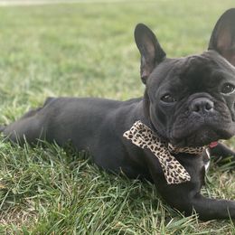 French Bulldogs from The Great French Bulldog Co.