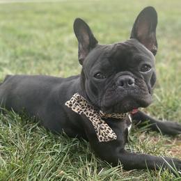 French Bulldogs from The Great French Bulldog Co.