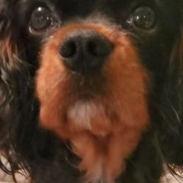 Cavalier King Charles Spaniels from Westviews Cavalier Cottage
