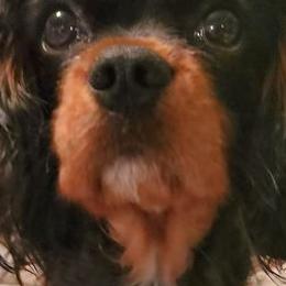 Cavalier King Charles Spaniels from Westviews Cavalier Cottage