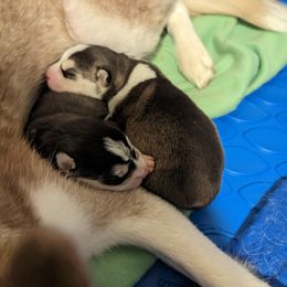 Siberian Huskies from Kent Point Huskies