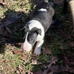Aspen - Black brindle and white female Bull Terrier puppy in Springfield, Ohio from Lynn Hill Bull Terriers