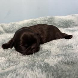 Sweetie - Black female Shih Tzu puppy in Hawthorne, Florida from Simply Southern Shihtzus