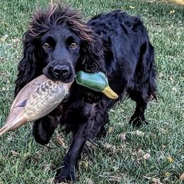 Sinner - English Cocker Spaniel