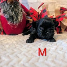 Pure black male - Black male Shih Tzu puppy in Poultney, Vermont from Morgan's Shih Tzus