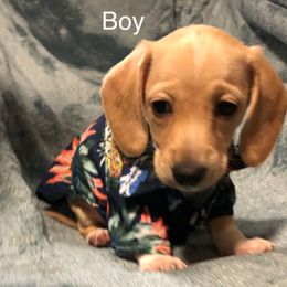 Dachshund Puppies from Robbins nest