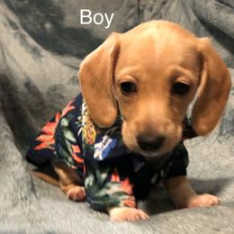 Dachshund Puppies from Robbins nest