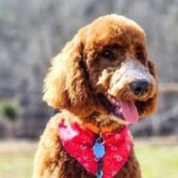 Poodles from Creel Family Homestead Poodles