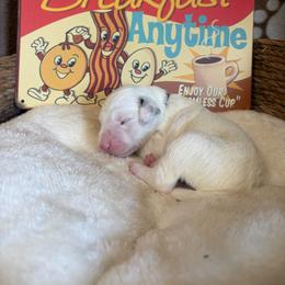 Grits - White and black male Dalmatian puppy in Claremore, Oklahoma from Lotsofdots Dalmatians