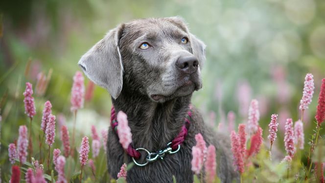 Dilute Retriever