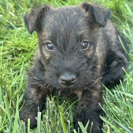 Boy 1 - Brindle male Scottish Terrier puppy in Great Falls, Montana from Scottie puppies