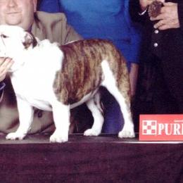 Bulldogs from Greatrock Bulldogs