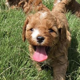 Jake - Red male Cavapoo puppy in Maize, Kansas from Happy Doodles- Cockapoo and Cavapoo puppies