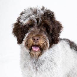 Australian Labradoodles, Cavapoos, Goldendoodles, Golden Mountain Doodles, and Poodles from Dawson's Royal Companions