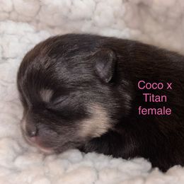 Black and tan female - Black and tan female Pomeranian puppy in Fayetteville, North Carolina from Tar-heel Poms
