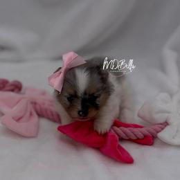 Glitter AKC - Blue merle female Pomeranian puppy in Houston, Texas from MD Bella Pomeranian