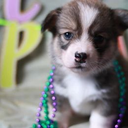 Pembroke Welsh Corgi Puppies from Off Road Ranch Corgis