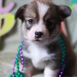 Pembroke Welsh Corgi Puppies from Off Road Ranch Corgis