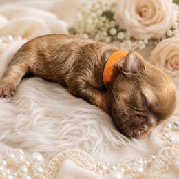 BAILENY GIRL - Liver female Shih Tzu puppy in Kissimmee, Florida from My Little Shih Tzu Dreams