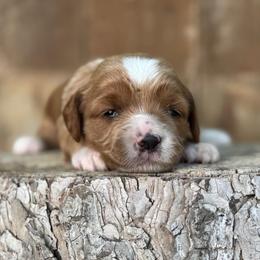 Pixy - Red  female Goldendoodle puppy in Twin Falls, Idaho from Magic Valley Family Doodles