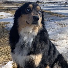 Luca - Australian Shepherd