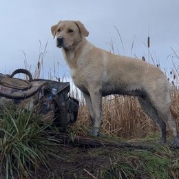 Sadie - Labrador Retriever