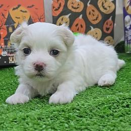 Benny - White and lemon male Maltese puppy in Aurora, Missouri from KnJ Precious Paws LLC