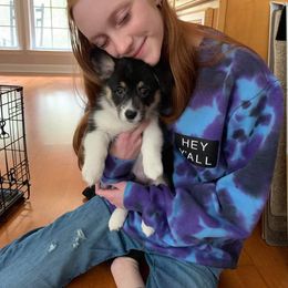 American Corgi and Pembroke Welsh Corgi Puppies from Koko's Kennels