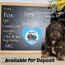 Fox - Chocolate and cream male Dachshund puppy in Hoquiam, Washington from Heyd's Mini Dachshunds