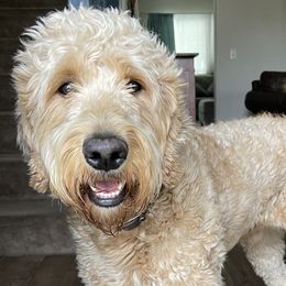 Teddy - Goldendoodle