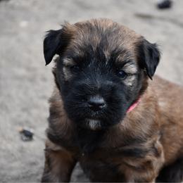 Starburst - Wheaten female Soft Coated Wheaten Terrier puppy in Kirksville, Missouri from BellSharps Australian Shepherds