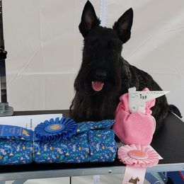 Lexi - Scottish Terrier
