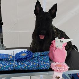 Lexi - Scottish Terrier