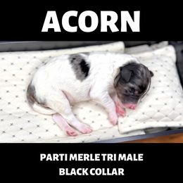 Bernedoodle Puppies from Teddy Bear Bernedoodles