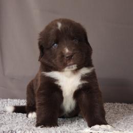 Nora - Brown female Newfoundland puppy in Dalton, Ohio from Newfforu