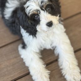 Gage - Tri-color male Cavapoo puppy in Somerset, Kentucky from Hilltop Doodles KY LLC