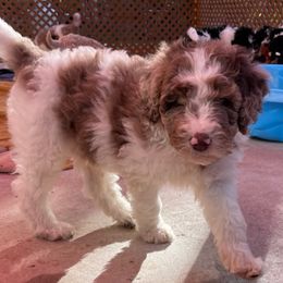 Double Doodles and Goldendoodles from Pawfect Doodles