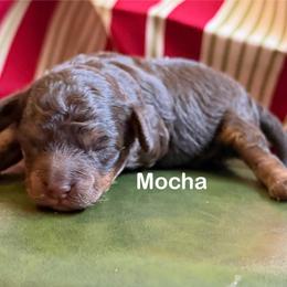 Mocha - Phantom female Poodle puppy in Ardmore, Oklahoma from The Poodles of Green Acres