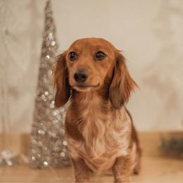 Duchess - Dachshund