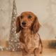 Duchess