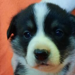 Pembroke Welsh Corgis from Salmon River Pembroke Welsh Corgis