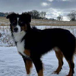 Archi - Miniature American Shepherd