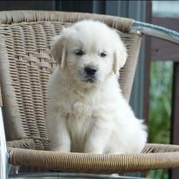 Louie - Light golden male Golden Retriever puppy in Saint Joe, Indiana from Golden Acres Farm