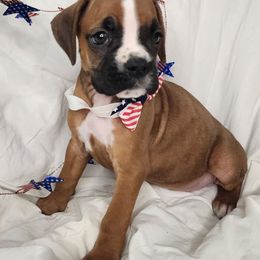 Orange - Fawn female Boxer puppy in Aurora, Missouri from Pick A Pup