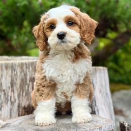 Duke (Green Collar) - Red male Bernedoodle puppy in Stanwood, Washington from Butter Cup Pups and Paws