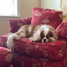 Cavalier King Charles Spaniel All Grown Up from SweetVirginia Cavalier King Charles Spaniels