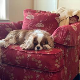 Cavalier King Charles Spaniel All Grown Up from SweetVirginia Cavalier King Charles Spaniels